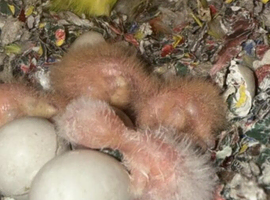 Baby lovebirds for hand rearing