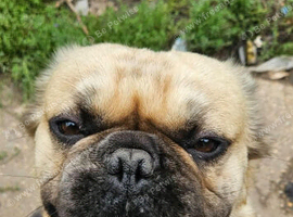 French bulldog long haired