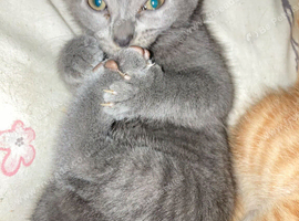 2 ginger males. 1 gray female 9 week old kittens