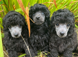 PLUBEN TOY POODLE PUPPIES, KC REG, PRA CLEAR, SILVER, BLUE