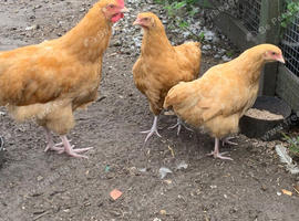 Young trio of Buff Orpington&rsquo;s