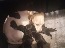 Jackhunds