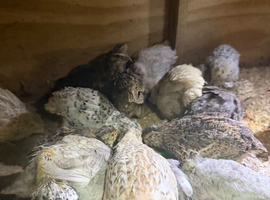 Cotournix quails for sale