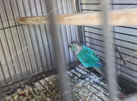 Bonded Proven Pair GCC