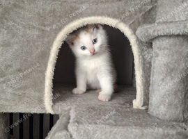 Kittens for sale
