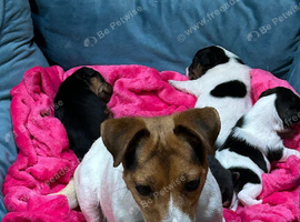 jack Russell