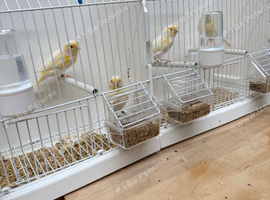 Yellow mosaic canary