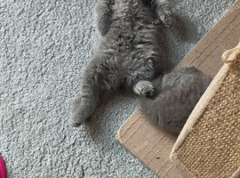 BEAUTIFUL LITTLE RUSSIAN BLUE KITTENS 9 WEEKS OLD
