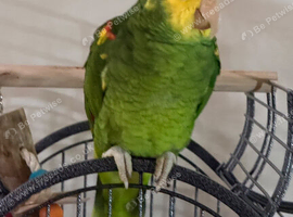 Male dabble yellow headed