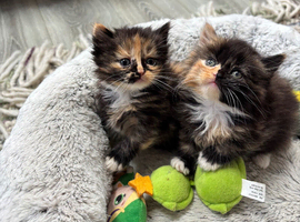 Half British short hair kittens