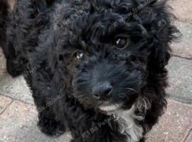 Beautiful litter of cockapoo puppies