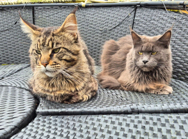 Male maine coon and kittens