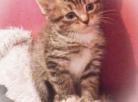 Tabby Kittens (Stevenage)