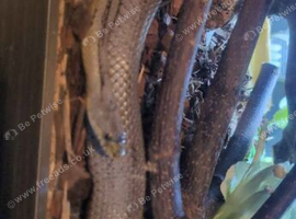 1 year old rat snake with full set up and viv
