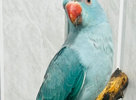 Baby Blue Indian Ringneck Talking Parrot