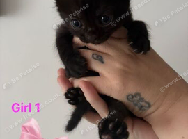 Kittens for sale