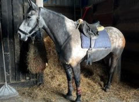 4 Year Old Homebred Mare
