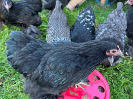 Pekin bantam chicken's