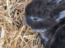 Mini lops