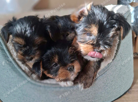 5 beautiful Yorkshire Terrier puppies - 2 girls and 3 boys