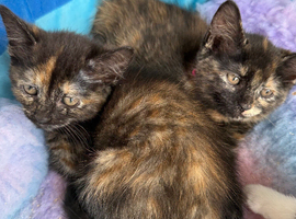 Stunning kittens x bsh &pound;65 each 3 LEFT