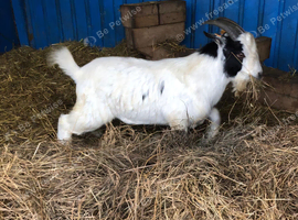 Pygmy X Boer Billy