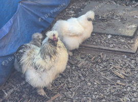 5 ready to lay silkie hens and cockrell