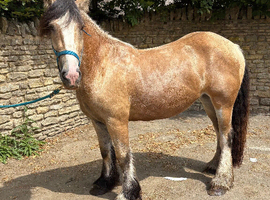 Cracking 14.3 Dun Cob x Mare 3 1/2yrs backed