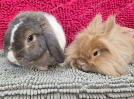 Lop and lionhead male and female