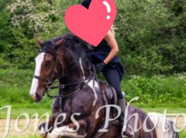 16.1hh cob x gelding 11 years.