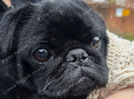 Male black pug
