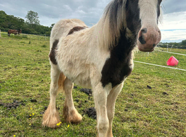 Cob filly
