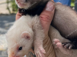 Ferret kits for sale
