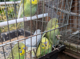 Baby budgies for sale