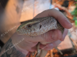 CB26 Savannah Monitor (No Setup)