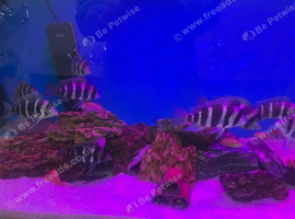 Frontosa Burundi job lot