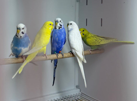 Baby budgies