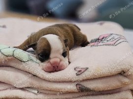 Pedigree English bulldogs