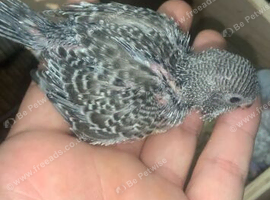 Budgies