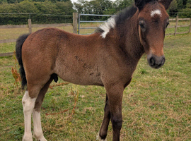 Connemara x native cob
