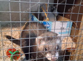 Polecat jill