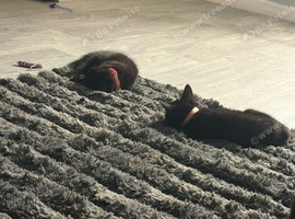 Kittens Shyla and Skyla