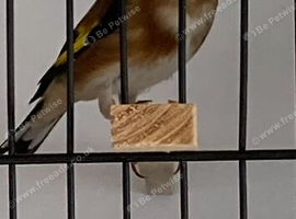 Goldfinch cock bird  2025