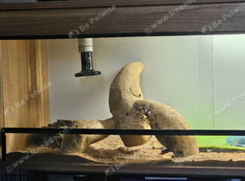 Bearded dragon Female + Viv full set up