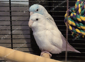 Pair of parrotlets for sale