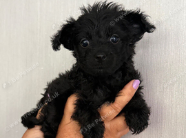4 yorkiepoos girls and boys ready next Friday !!!!