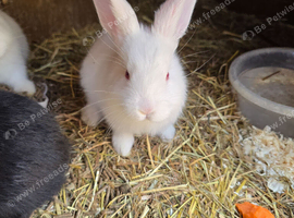 Continental Giant Rabbit Kits &ndash; Available for Booking