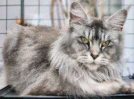 Stunning Mainecoon Active Female