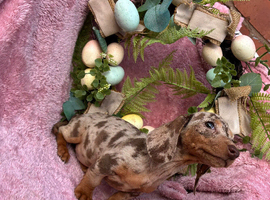 Miniature dachshund female 8weeks old