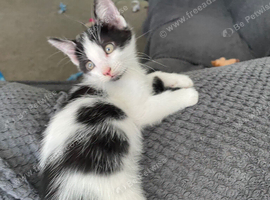 Loving playful Kittens
